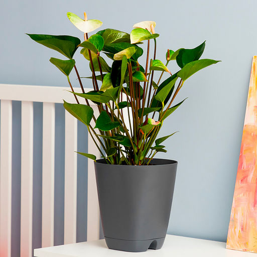 Горшок для цветов Гранд 4л, д19см, h20см, с поддоном, система прикорневого полива, графит, полипропилен (Россия) - Домашняя мода фото 8