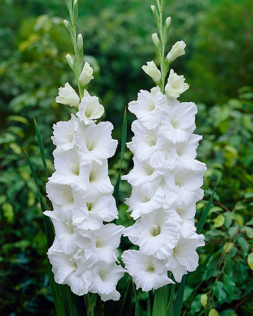 ГЛАДИОЛУС Эссенциал Разбор 10/12 Кол-во упак., шт 8