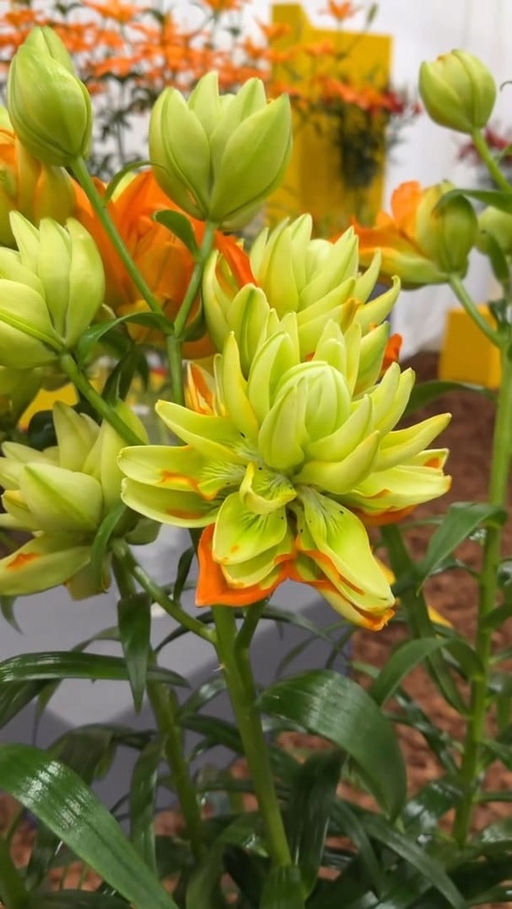 Лилия Hulk (Азиатский гибрид, махровый) - Голландские луковицы фото 4