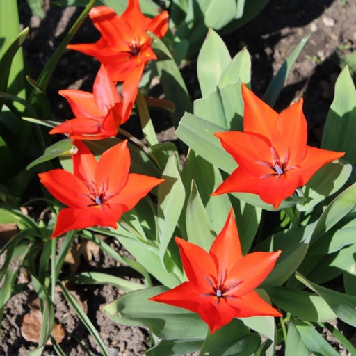 Тюльпан Цваненбург Вэрайети - Долина роз фото 7