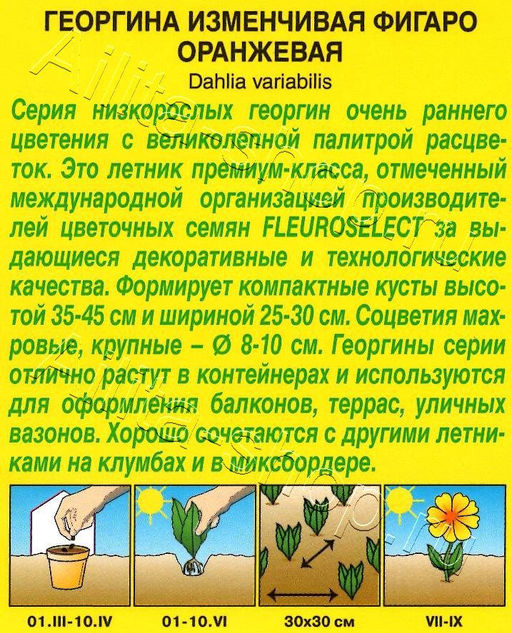Георгина Фигаро оранжевый махровый 7шт. (Аэлита)