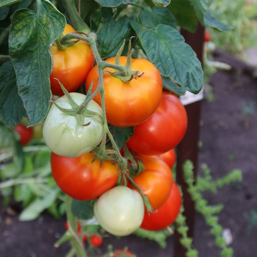 Томат МАРГЛОБ Легендарный сорт 1917 года! Попробуй историю на вкус! Невероятная устойчивость к болезням позволяет его возделывать уже более 100 лет! Урожайность до 20 кг с метра! - Уральский дачник фото 3