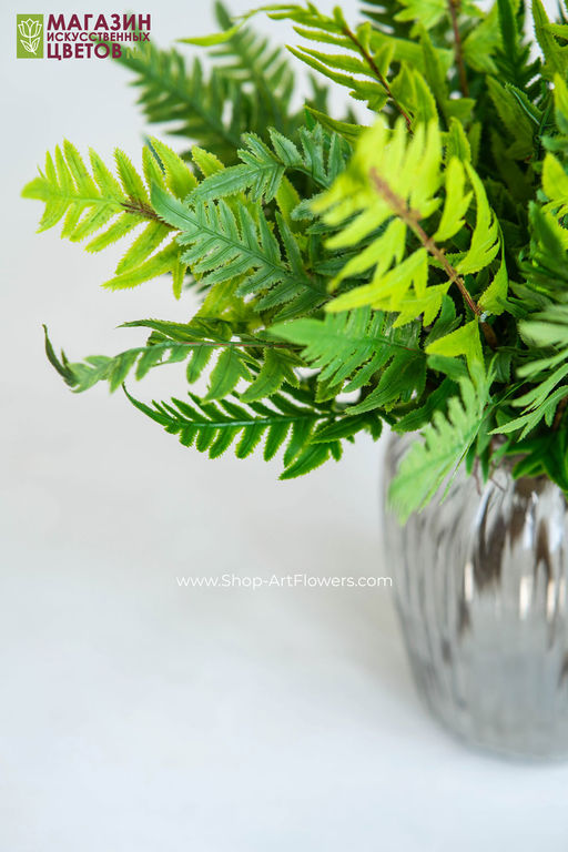 135	Папоротник 4 - Без тм фото 4