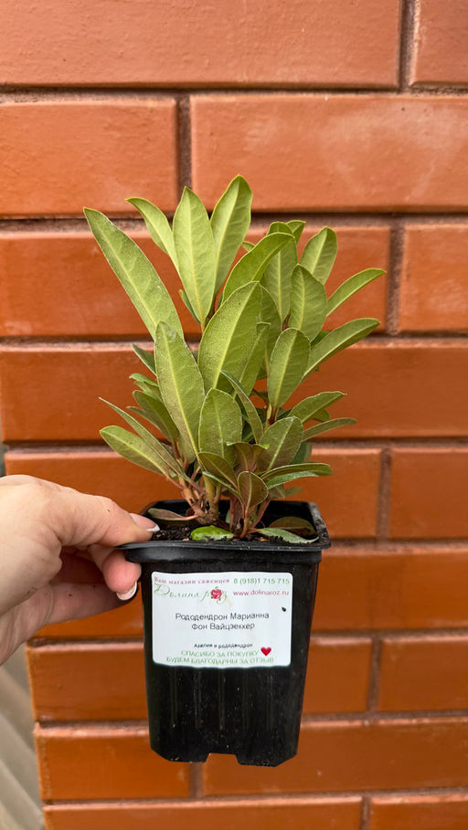 Рододендрон Марианна Фон Вайцзеккер