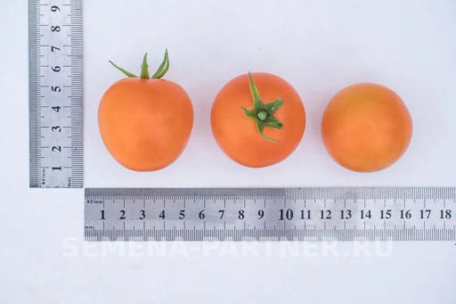 Томат Оранжевый Земледелец - Партнер фото 6