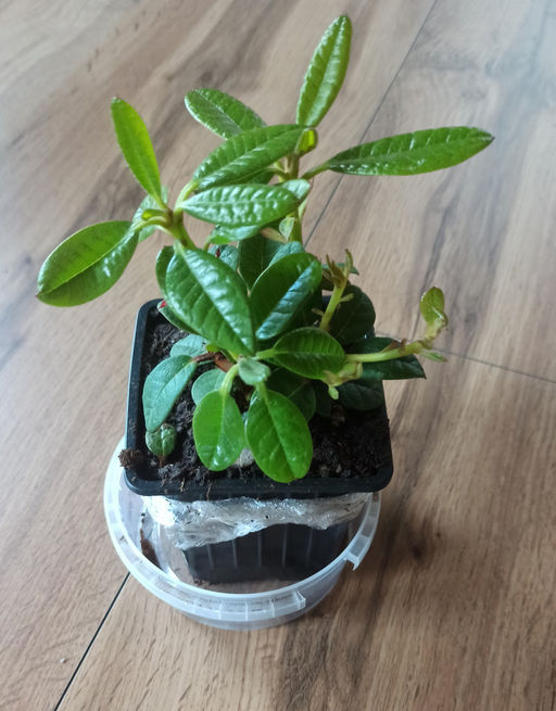 Рододендрон Скарлет Вондер