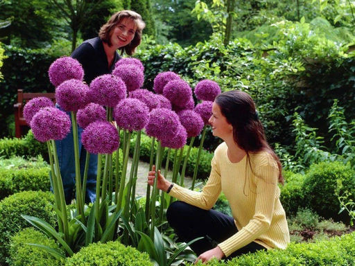 Allium Giganteum (Лук декоративный Гигантеум)