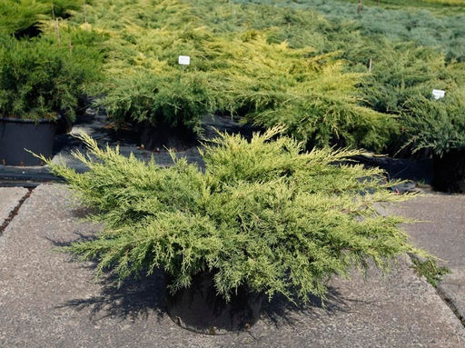 Можжевельник средний “Pfitzeriana Aurea”