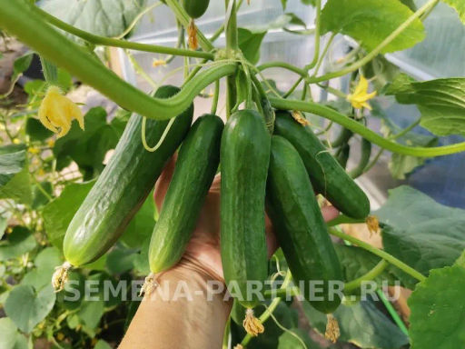 Огурец партенокарпический Маринин - Партнер фото 6
