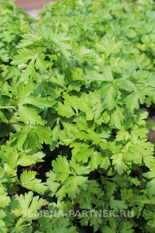 Петрушка листовая Карнавал - Партнер фото 2