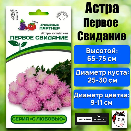 Астра китайская Первое Свидание - Партнер фото 2