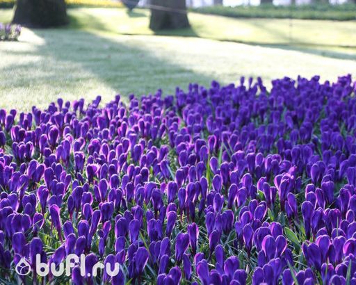 Крокус Flower Record (10 луковиц) - Bufl фото 2