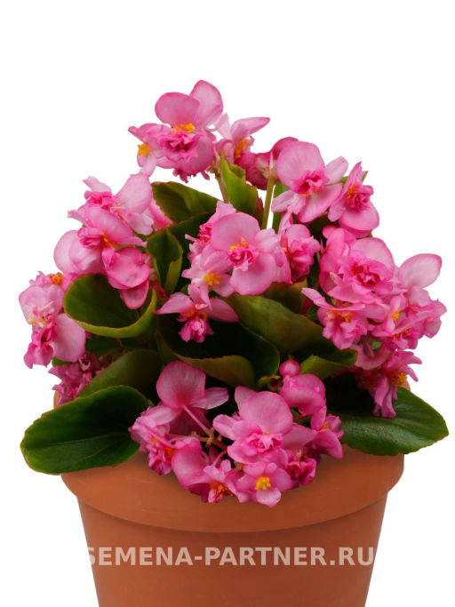 Бегония вечноцветущая махровая Милори Пинк Джаз - Партнер фото 5