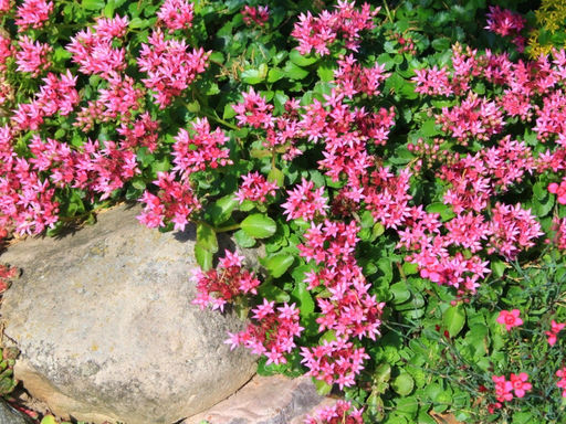 Очиток ложный Розеум - Долина роз фото 5