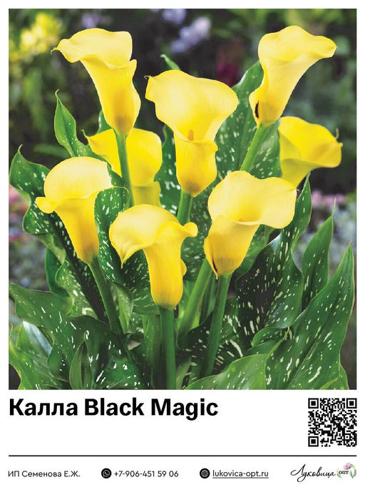 Калла Black Magic