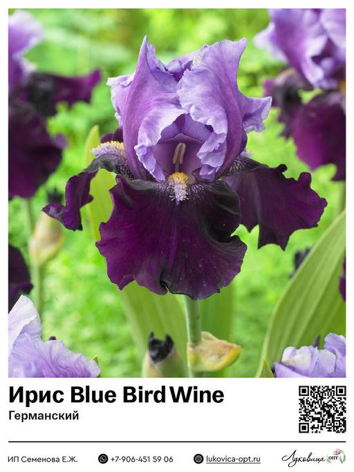 Ирис Blue Bird Wine (Германский)