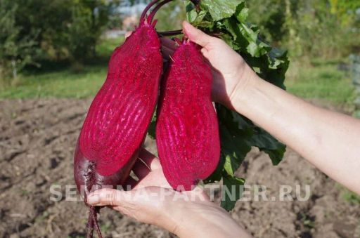 Свекла Калипсо - Партнер фото 3