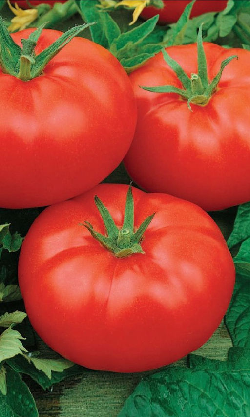 Томат ПОЛОНЕЗ F1 Обильное и длительное плодоношение! Высокая устойчивость к заболеваниям!