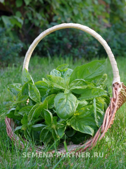 Базилик овощной Мистер Грин - Партнер фото 3