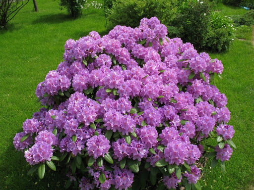 Рододендрон Альфред - Долина роз фото 3