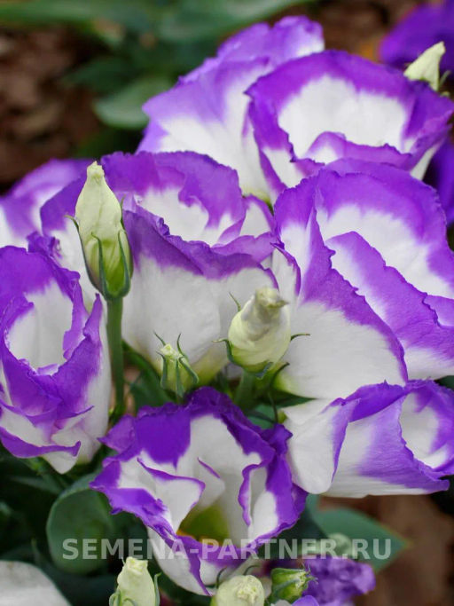 Эустома карликовая бело-фиолетовая с каймой Мисс Нора Барлоу - Партнер фото 5