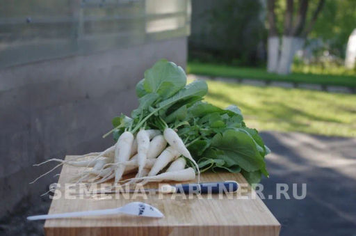 Редис Светлячок - Партнер фото 4