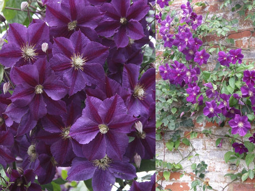 Клематис Стар оф Индия - Долина роз фото 3