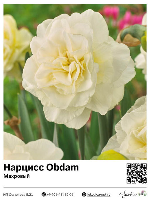 Нарцисс Obdam (Махровый)