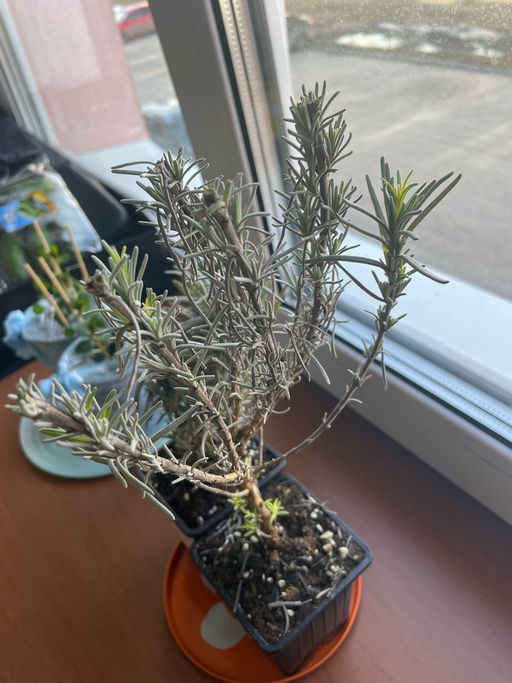 Лаванда узколистная