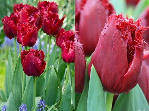 Тюльпан Mazda (Мазда)