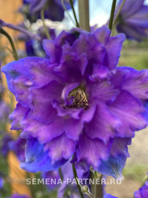 Дельфиниум Пэйген Перплс - Партнер фото 6