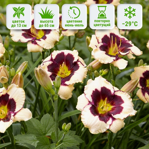 Лилейник Celebration of Angels (Селебрэйшн оф Энджелс) - Долина роз фото 2