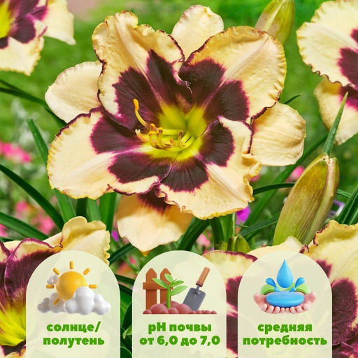 Лилейник Celebration of Angels (Селебрэйшн оф Энджелс) - Долина роз фото 3