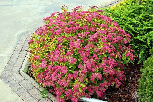 Спирея японская (без права выбора сорта)