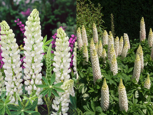 Люпин Ноблмейден - Долина роз фото 2