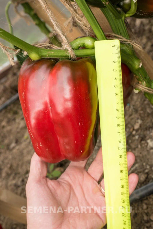 Перец сладкий Ливадия - Партнер фото 6