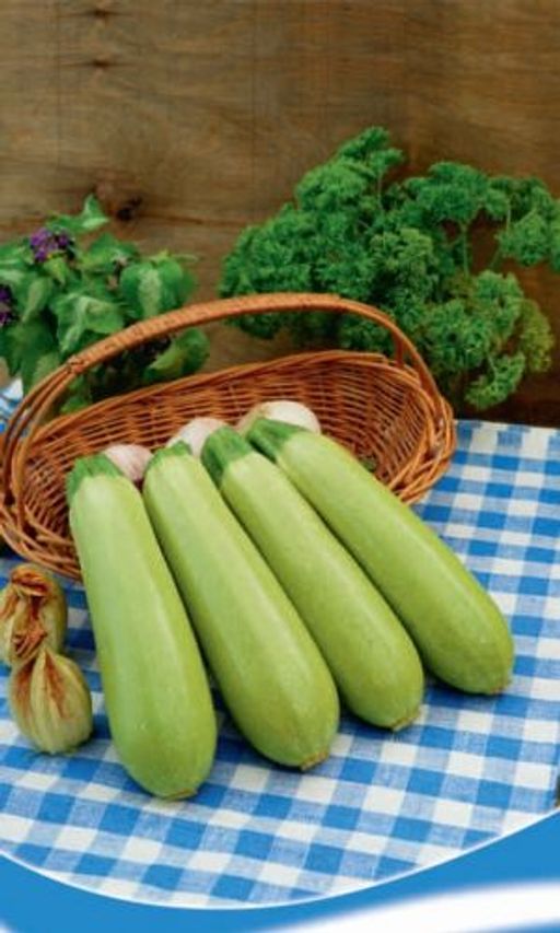 Кабачок МАРШАЛ F1  Раннеспелый! Растения мощные, кустистые! Вкус в приготовленном виде превосходный! Гибрид устойчив к гнилям плодов! - Уральский дачник фото 2