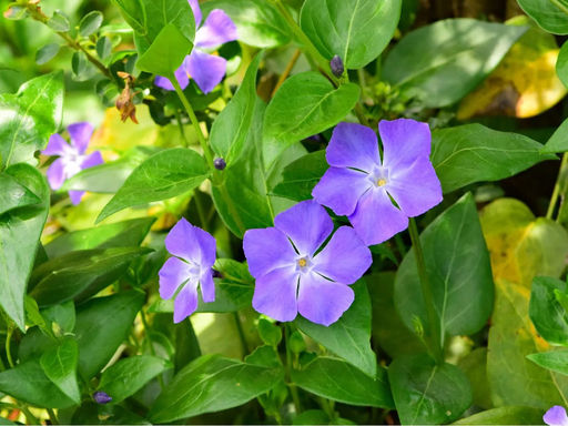 Барвинок большой синий - Долина роз фото 4