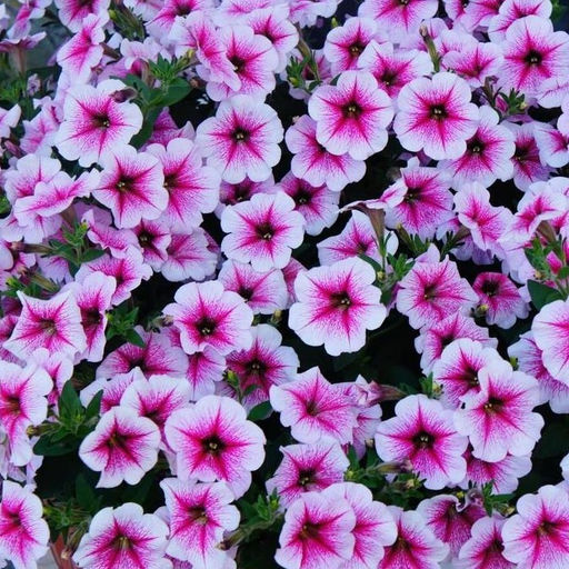 5189D Петуния ампельная Опера F1 Распберри Айс 5шт