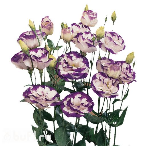 Эустома махровая Blue Rim (семена 10 шт.)