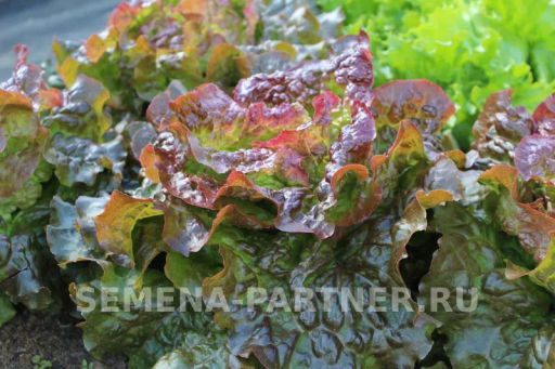 Салат кочанный Розмари - Партнер фото 3