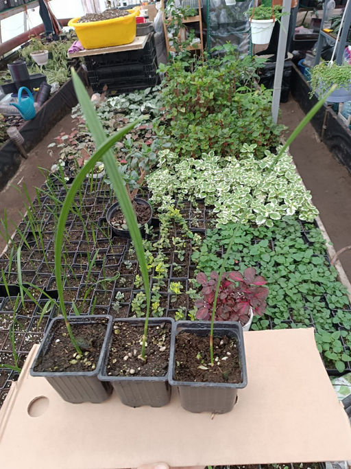 Пальма финиковая - 1000корней фото 3