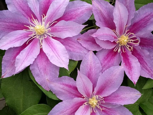 Клематис Рагамаффин - Долина роз фото 2