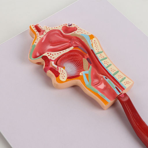 Анатомическая модель «Макет пищеварительной системы человека», 90×32 см