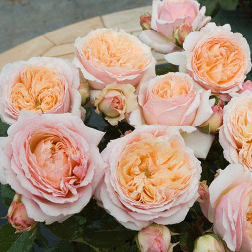 R555 ШАРЛЬ ДЕ НЕРВО