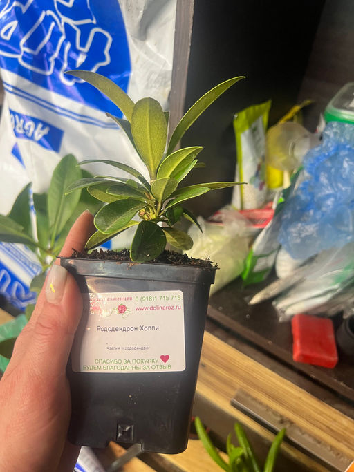 Рододендрон Хоппи