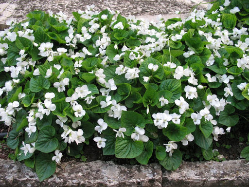 Фиалка мотыльковая белая - Долина роз фото 2