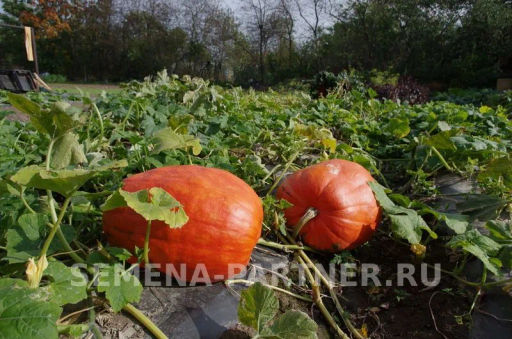 Тыква Атлант - Партнер фото 4