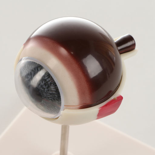 Анатомическая модель «Макет глаза человека», разборный, 17×12×12 см