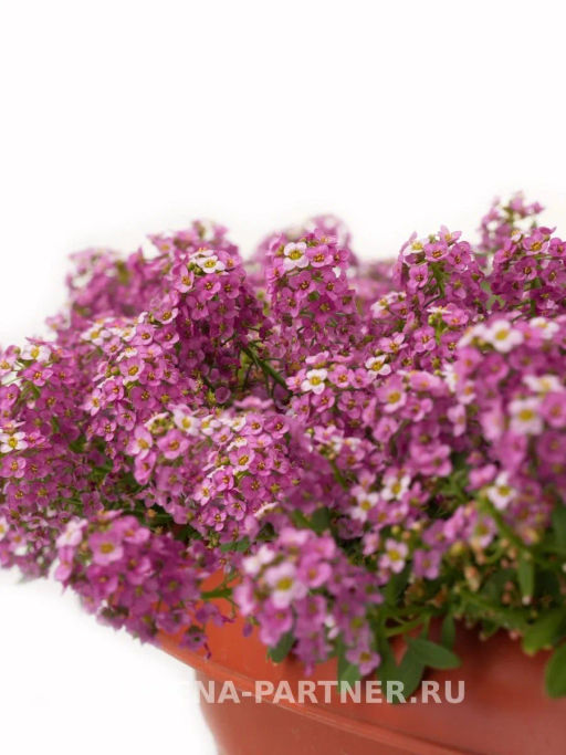 Алиссум морской Истер Боннет Дип Пинк - Партнер фото 4